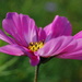 Fialový kvet
