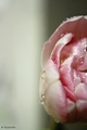 orosený tulipán