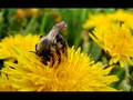 busy bee