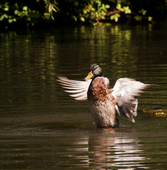 Duck