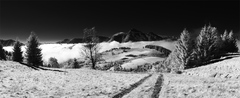 Orava