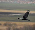 In the Air