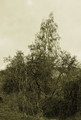 ePrales