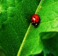 Ladybug