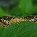 Motýlkovo 29