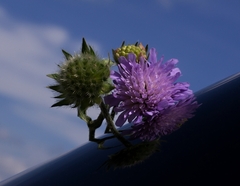 Malí , starši , najstarší