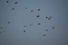 Letecké dni bociánov