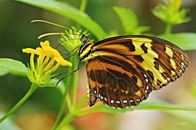 Motýlia krása 4