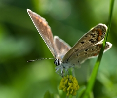 So slnkom na krídlach