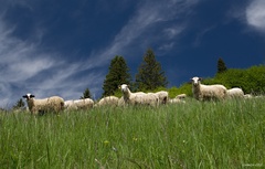 Ovce moje ovce 1
