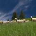 Ovce moje ovce 1