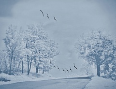 Prelet zasnenou krajinou