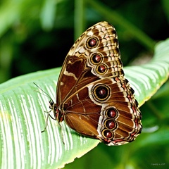 Z výstavy motýľov 1