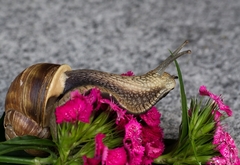 Slimáčie zátišie