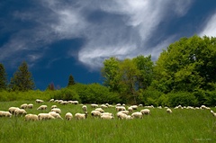 Ovce moje ovce 5