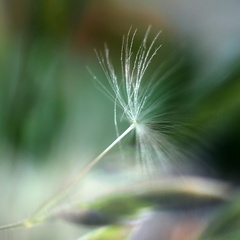 ... pastelová neha ...