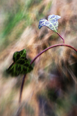 ... brečtanová ...