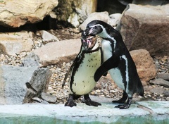 Ach ta láska nebeská