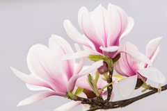 Magnolia v rozkvete 2