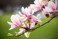 Magnolia v rozkvete
