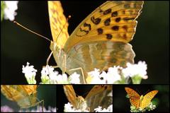 Argynnis paphia