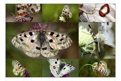 Parnassius apollo