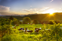 Muuuu