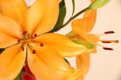 The flower