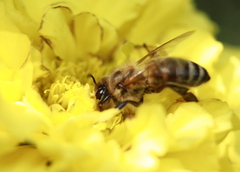 zamilovaná včielka