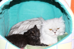 a k Pixinke pribudla malá Mia