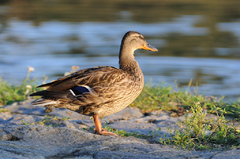 Posledné lúče dňa