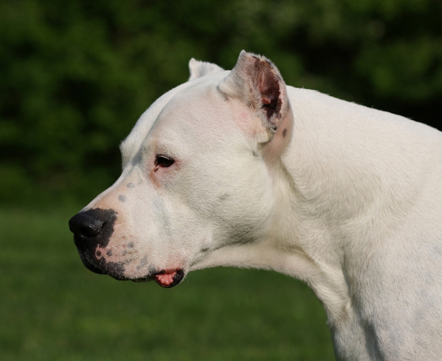 Dogo Argentino.