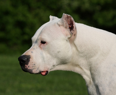 Dogo Argentino.