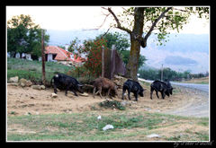 Prasiatka