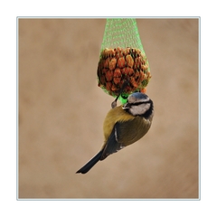 Sýkorka belasá (Parus caeruleus)