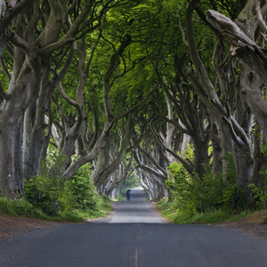 Dark Hedges