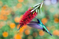 kolibrík 1