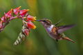 kolibrík iskrivý (Scintillant)