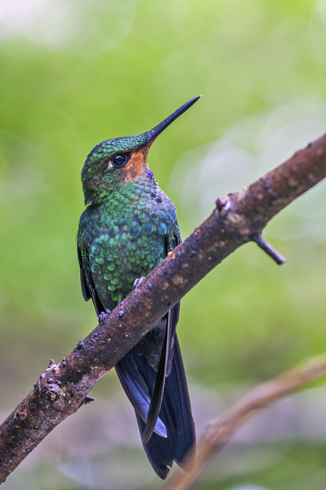 kolibrík zelený II