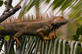 iguana-iguana