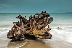 na karibskej pláži I.