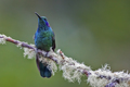 kolibrík zelený III