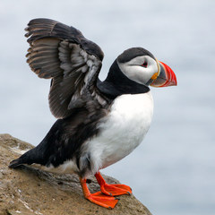 pred prvým dlhým letom ...