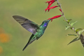 kolibrík zelený