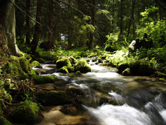 raj na zemi