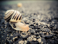 urban snail