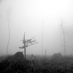 Melancholia