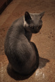 TheCatHasTooMuchSpiritToHaveNoHe