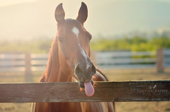 Výsmech Kaliňákovi