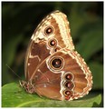 motýlik Morpho Peleides